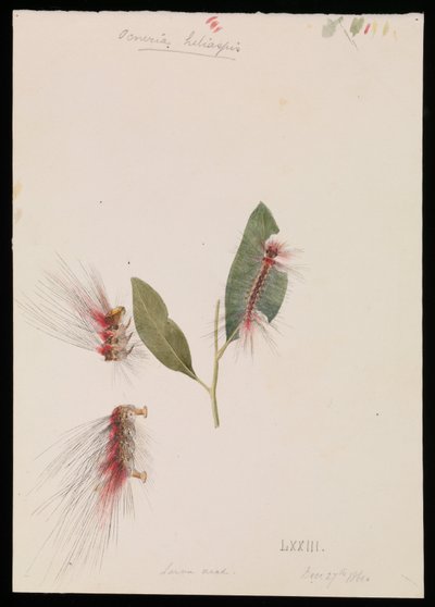 Rosen-Anthelid, Chenuala helispis von Arthur Bartholomew